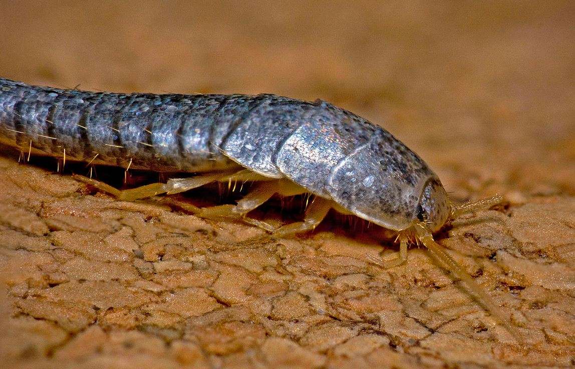 Silverfish pest control