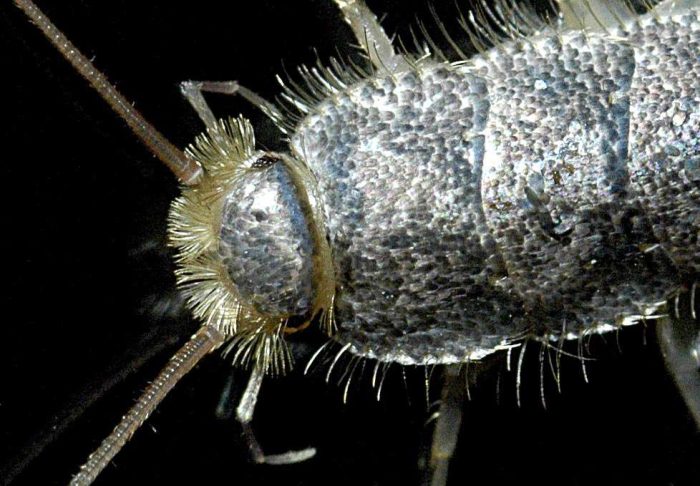 Silverfish Infestation