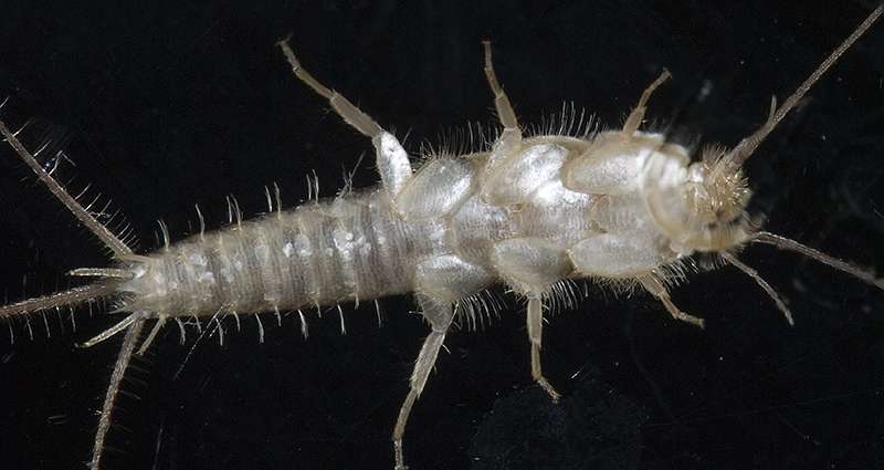 Silverfish Exterminator
