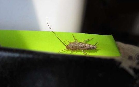 Silverfish Infestation