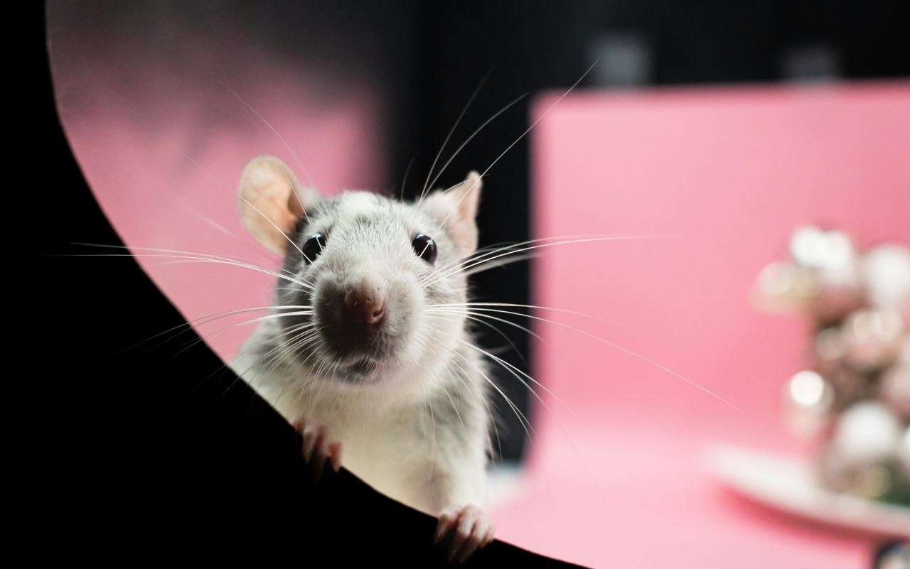 rat extermination services