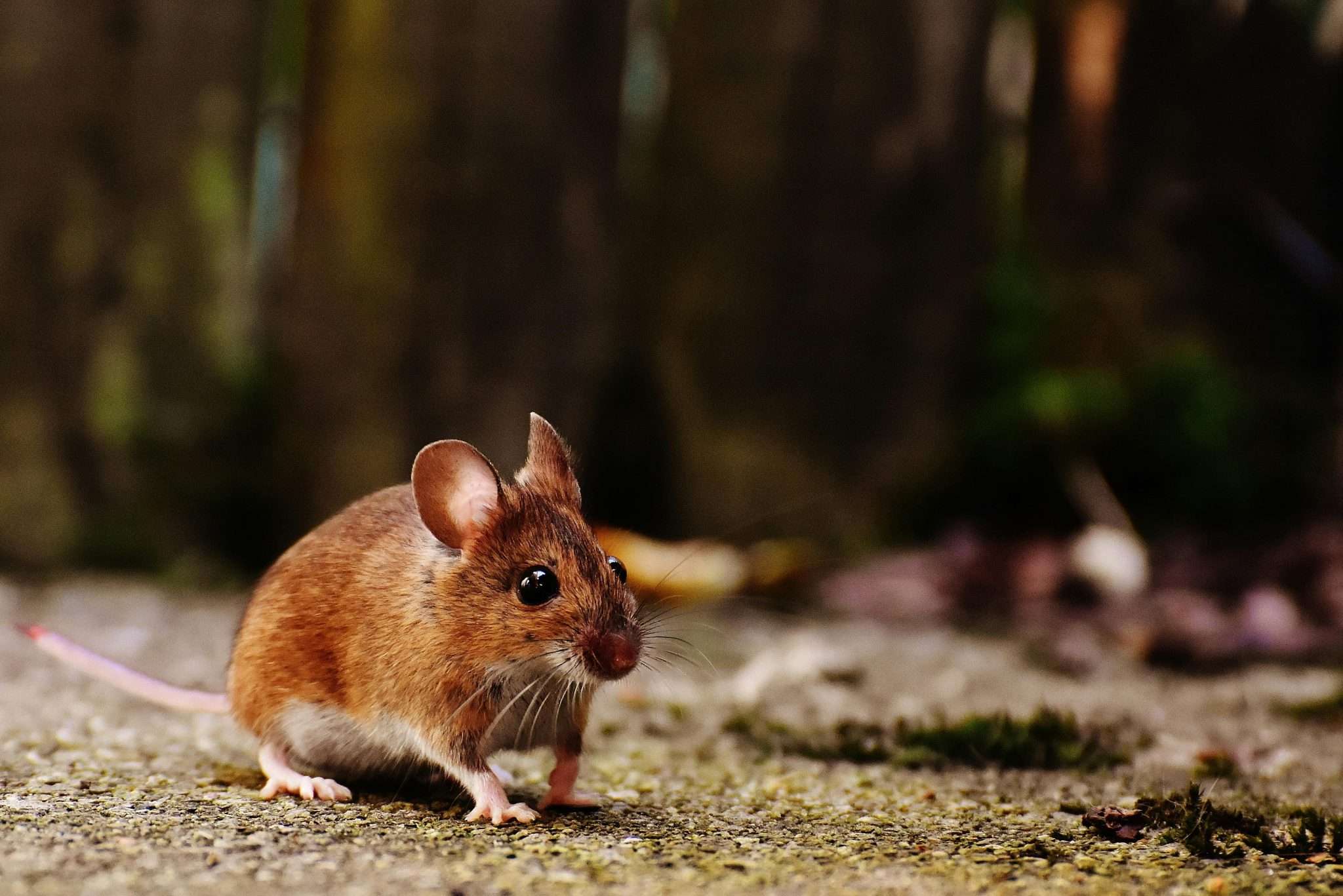 Mice Exterminator