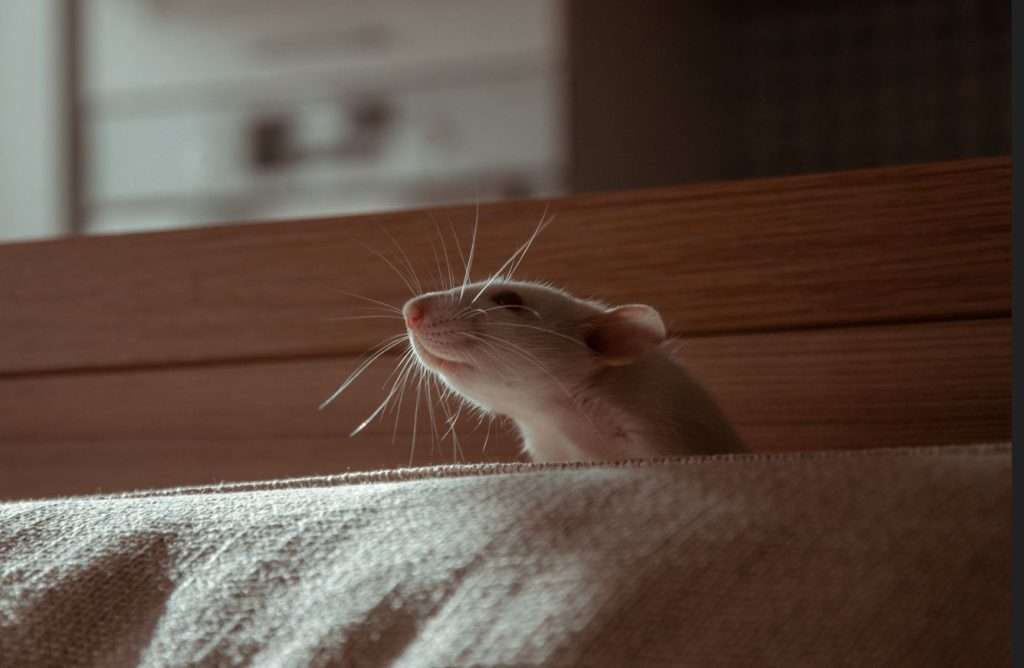 Rat Control Dublin
