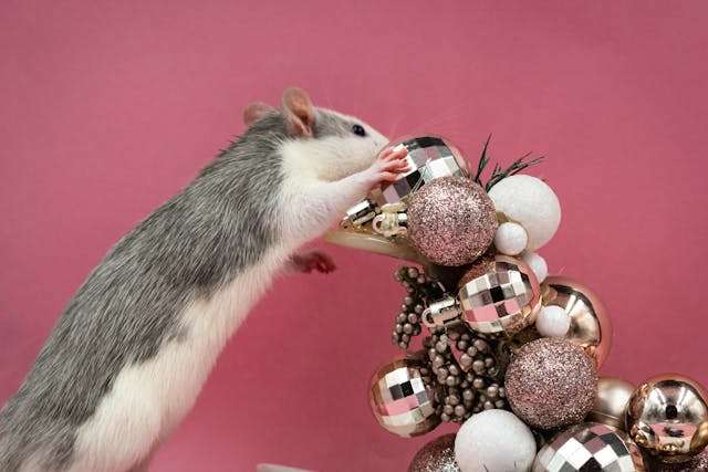 rAT AT cHRISTMAS