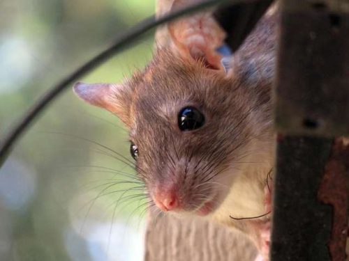 rat control Dublin