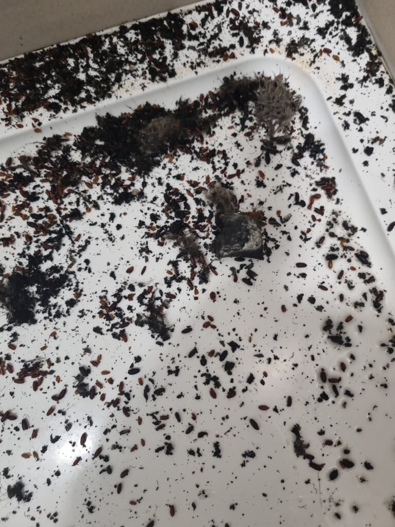 1000020817 Pests in Dublin