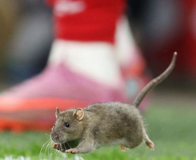 Even Football Stadiums Get Rats